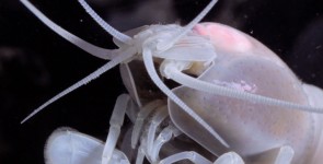 Život 2000 metara ispod mora