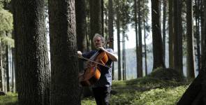 Najbolje drvo za violinu